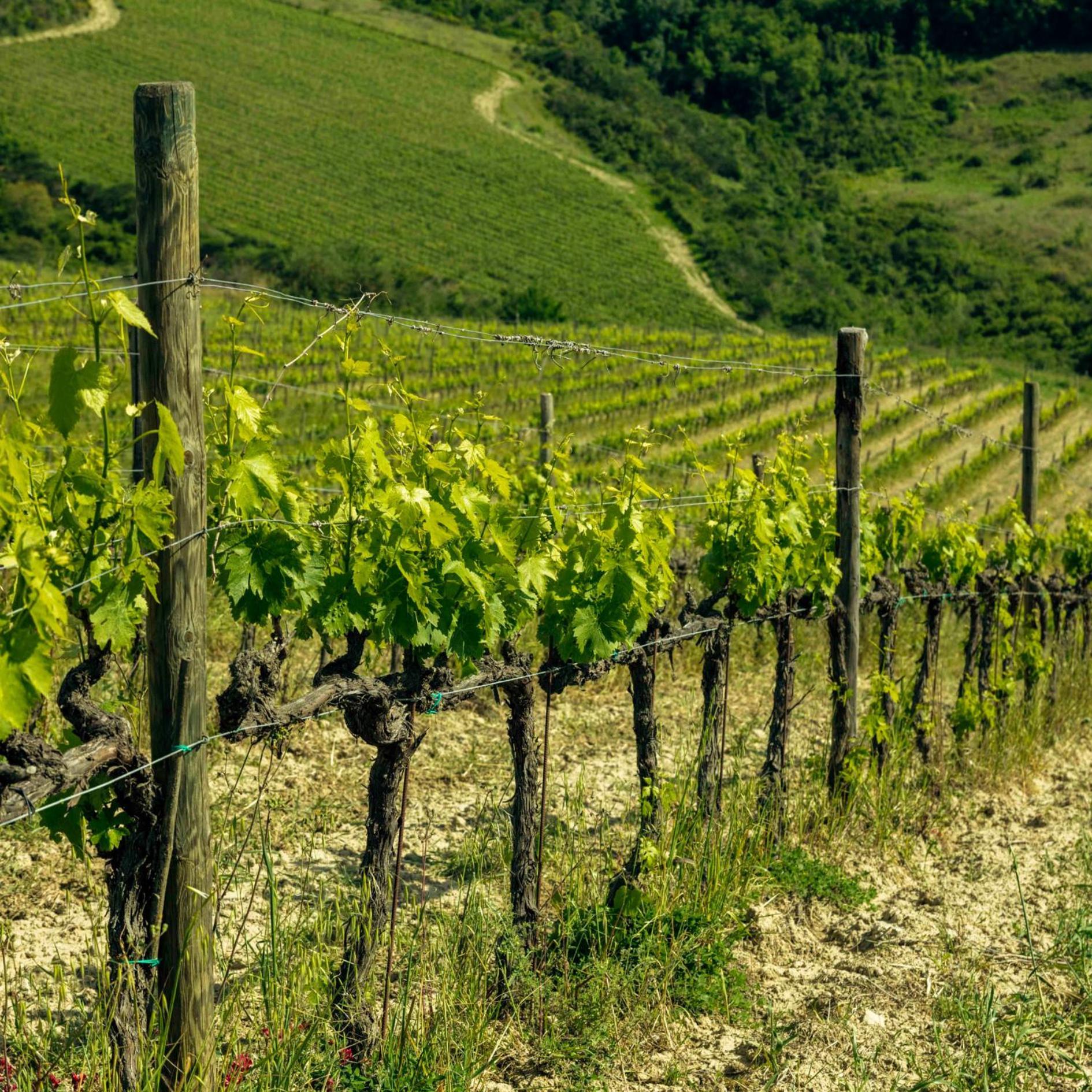 Agriturismo Poggio Il Castellare 몬탈치노 외부 사진